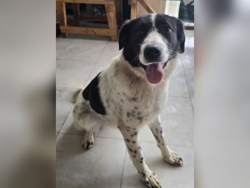 Kilida – selbstbewusste Hündin 