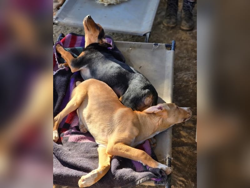 Moritz – freundlicher und tapferer junger Rüde