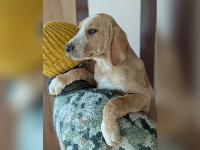 Moritz – freundlicher und tapferer junger Rüde