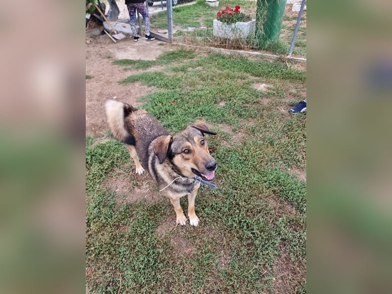 Gino hat das Potenzial zum perfekten Familienhund!