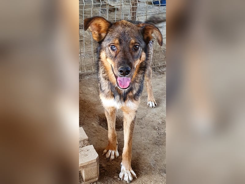 Rufus  (Santuhalm-Shelter Rumänien)