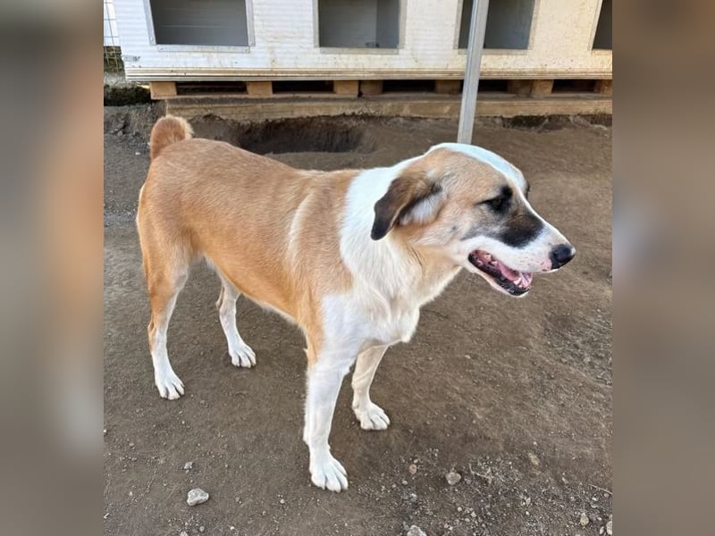 Lagatha sucht wundervolles Zuhause!