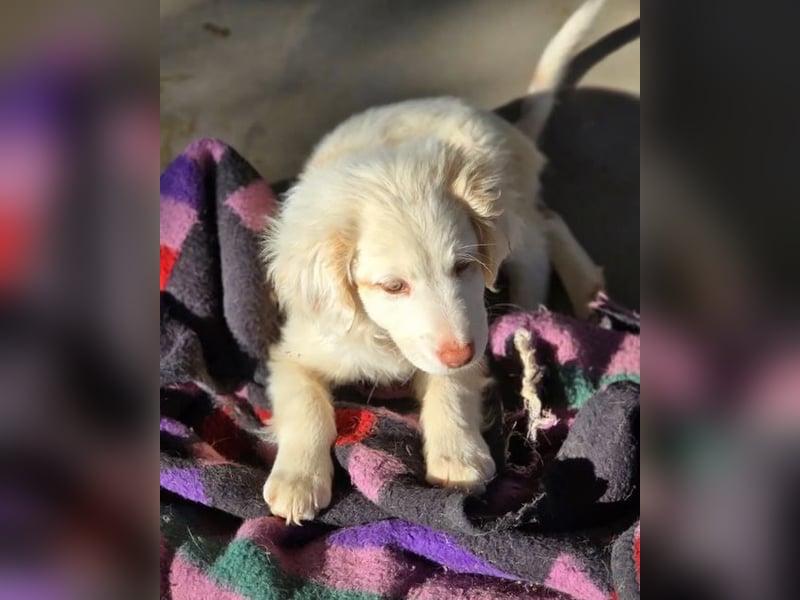 Krümel – interessiert, freundlich, noch etwas vorsichtig 