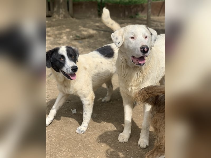 Ambar, geb. ca. 06/2023, lebt in GRIECHENLAND, auf einer privaten Pflegestelle