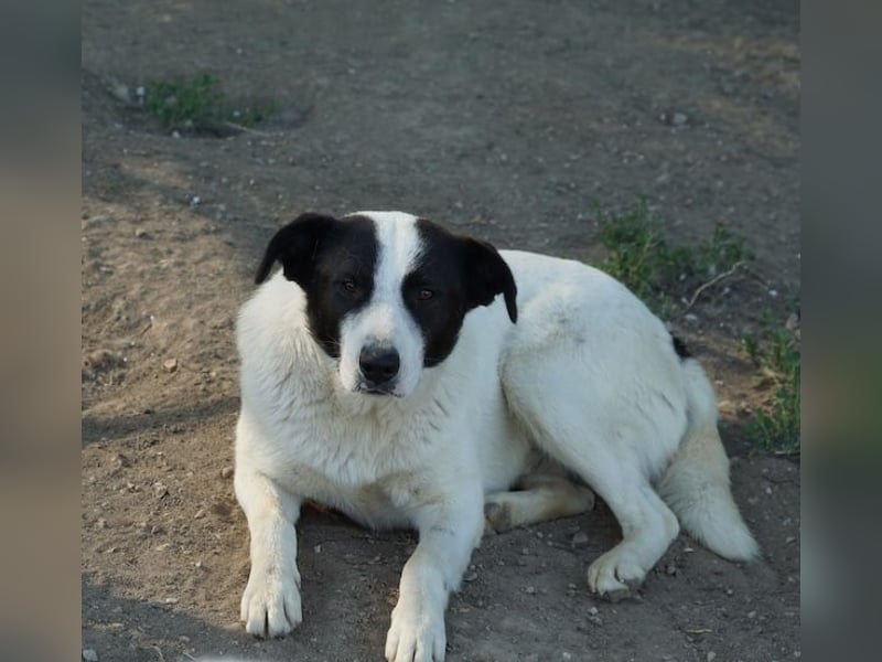 Capper, geb. ca. 06/2024, lebt in GRIECHENLAND, im städt. Tierheim Serres