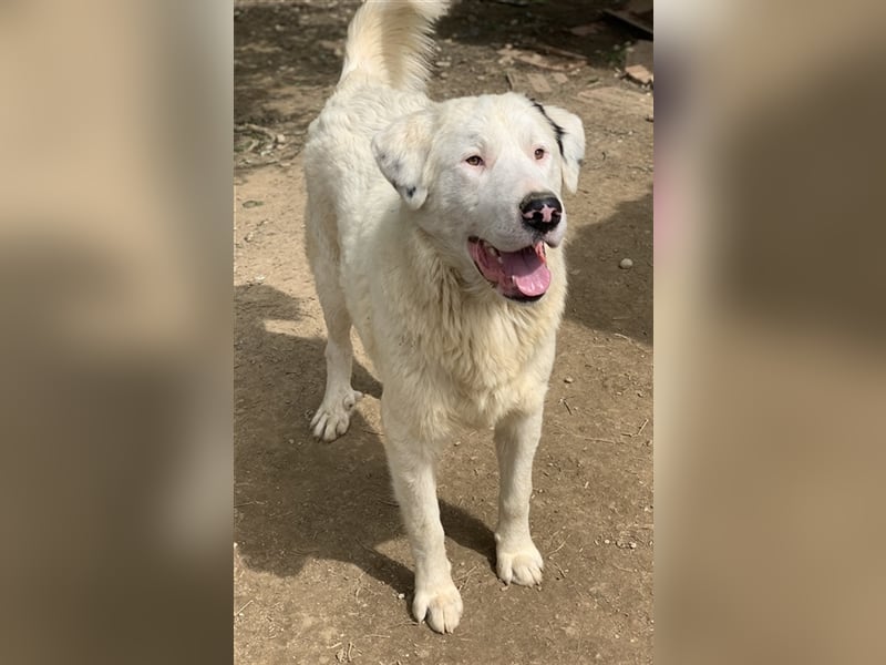 Ambar, geb. ca. 06/2023, lebt in GRIECHENLAND, auf einer privaten Pflegestelle