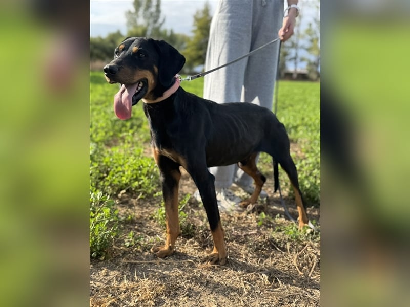 Zwölf, geb. ca. 10/2021, lebt in GRIECHENLAND, auf einer privaten Pflegestelle