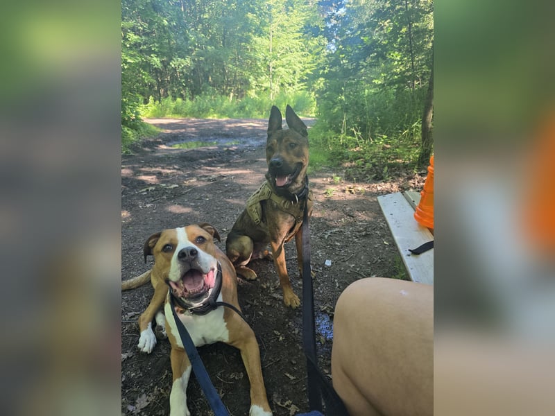 Traumhafter Malinois Mischling sucht liebevoller Famillie