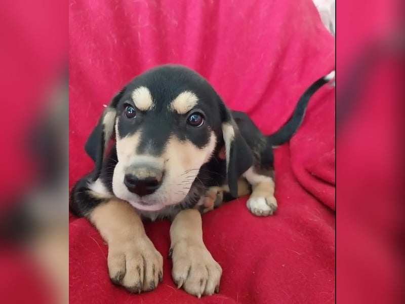 Shirley – fröhliche und neugierige kleine Abenteurerin ❣️