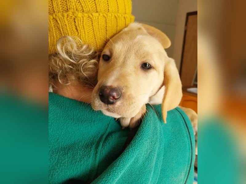 Ralfi – charmanter und menschenbezogener kleiner Kerl ❣️