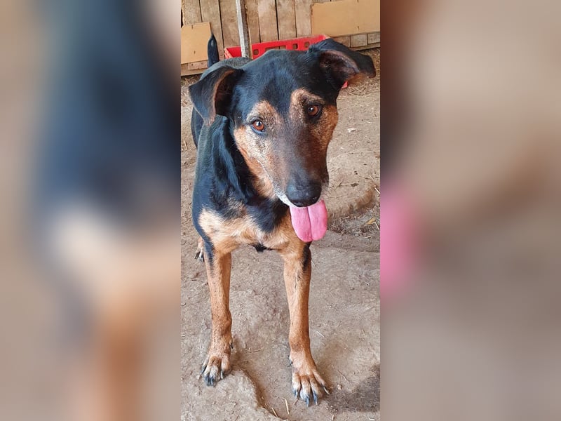 Karinu   Gnadenplatz gesucht