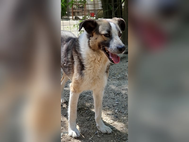 Baloo  (Santuhalm-Shelter Rumänien)