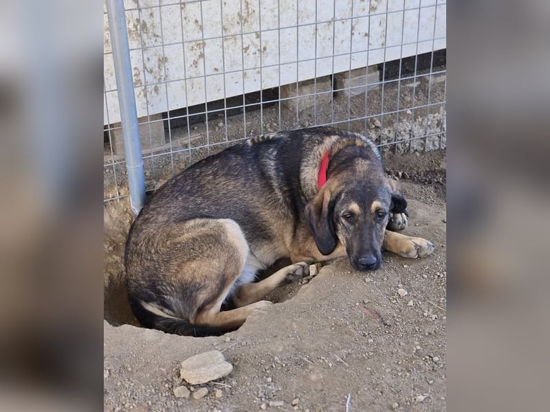 Lucas sucht ein wundervolles Zuhause