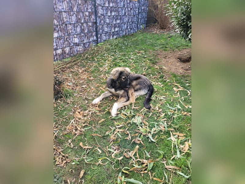 Selin auf Pflegestelle in 17111 Nossendorf (Mecklenburg-Vorpommern)