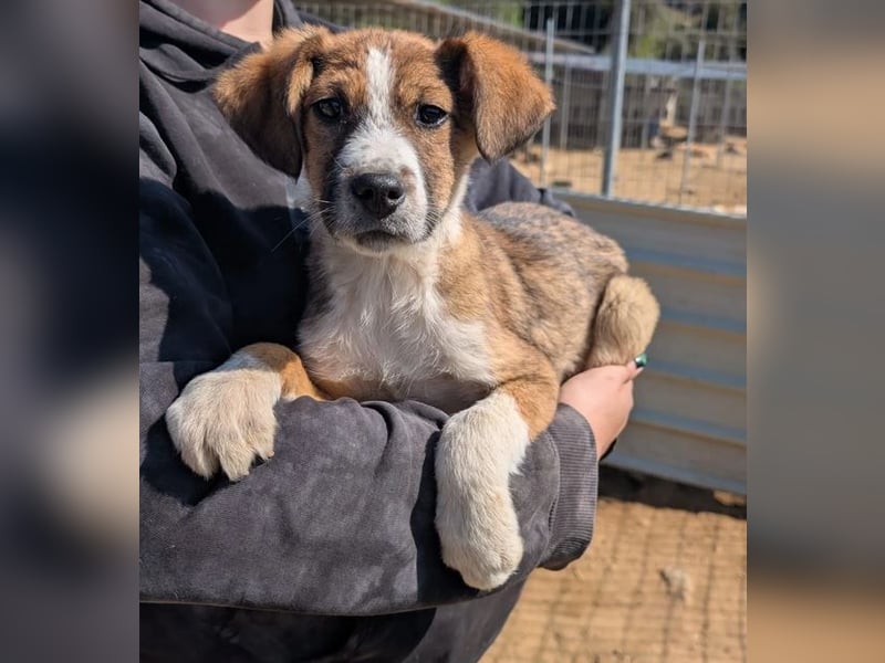 Pitou – mittendrin statt nur dabei 