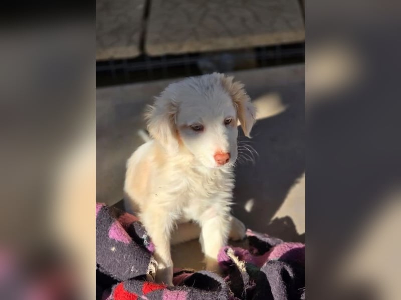 Krümel – interessiert, freundlich, noch etwas vorsichtig 