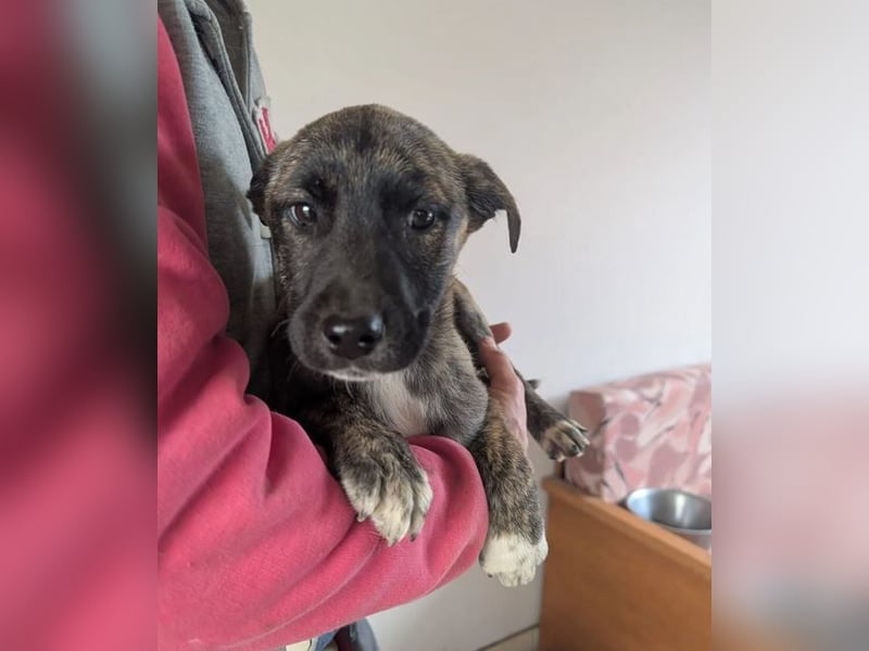 Phibi – wunderschöne gestromte Mischlingshündin 