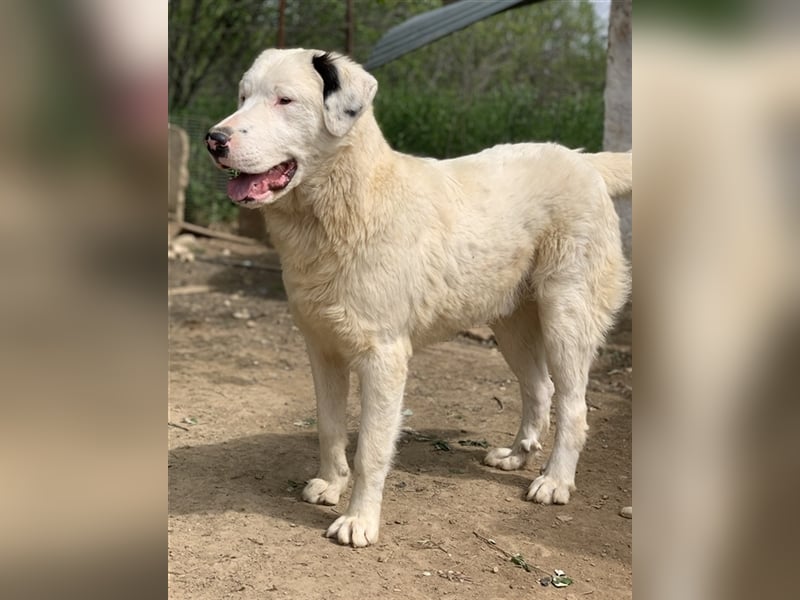 Ambar, geb. ca. 06/2023, lebt in GRIECHENLAND, auf einer privaten Pflegestelle