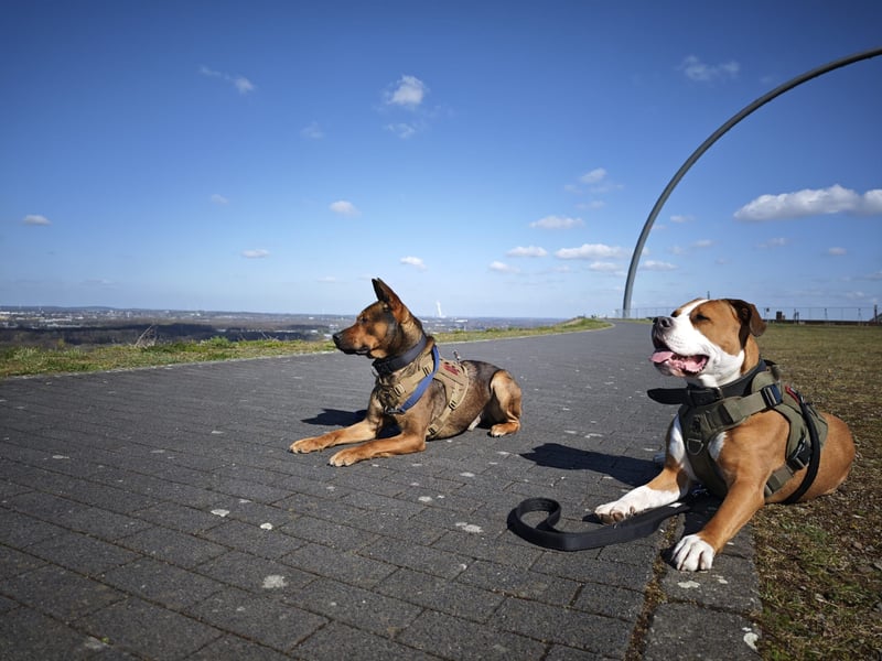 Traumhafter Malinois Mischling sucht liebevoller Famillie