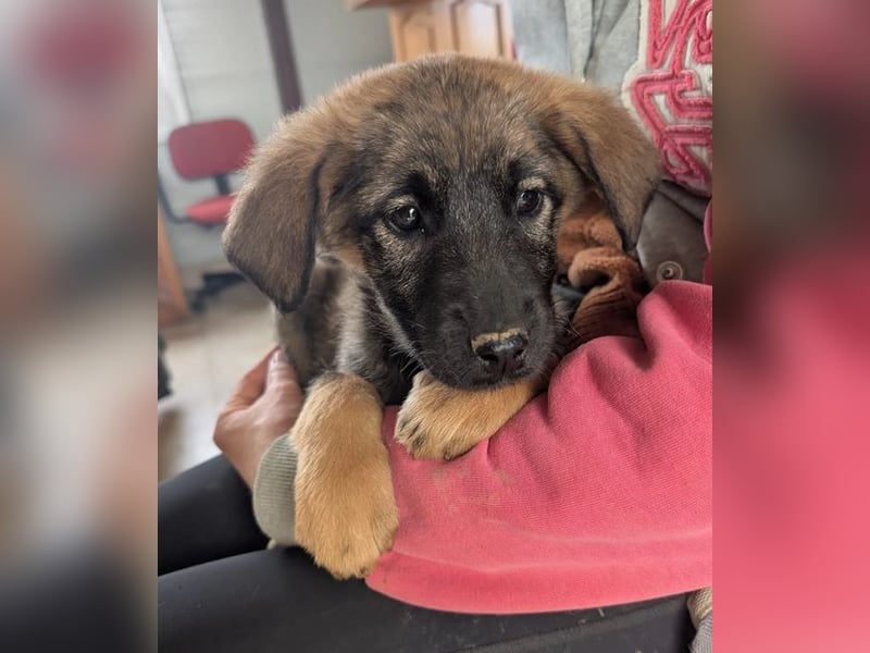 Kira – fröhliches Hundemädchen ❤️