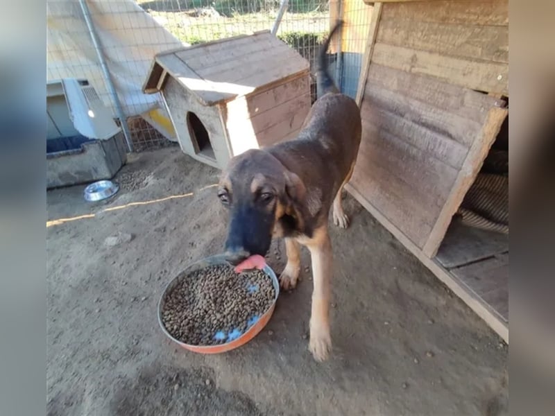 Lucas sucht ein wundervolles Zuhause