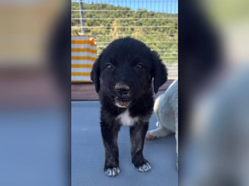 Loona – zuckersüßes Hundekind 