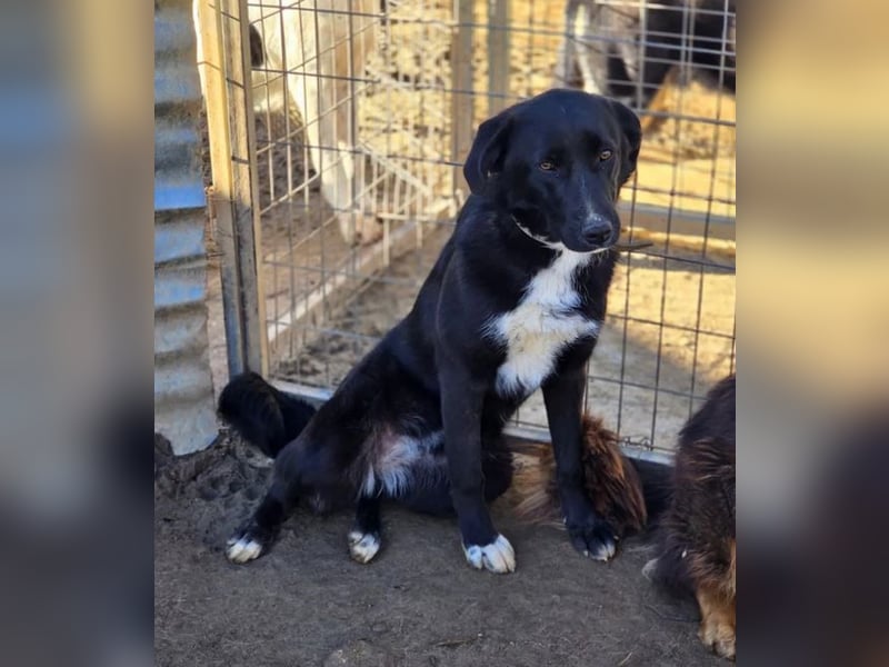 Emilia – wunderschöne schwarze Hündin 