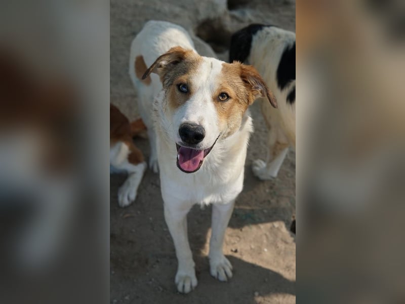 Chico, geb. ca. 10/2024, lebt in GRIECHENLAND, im städt. Tierheim Serres