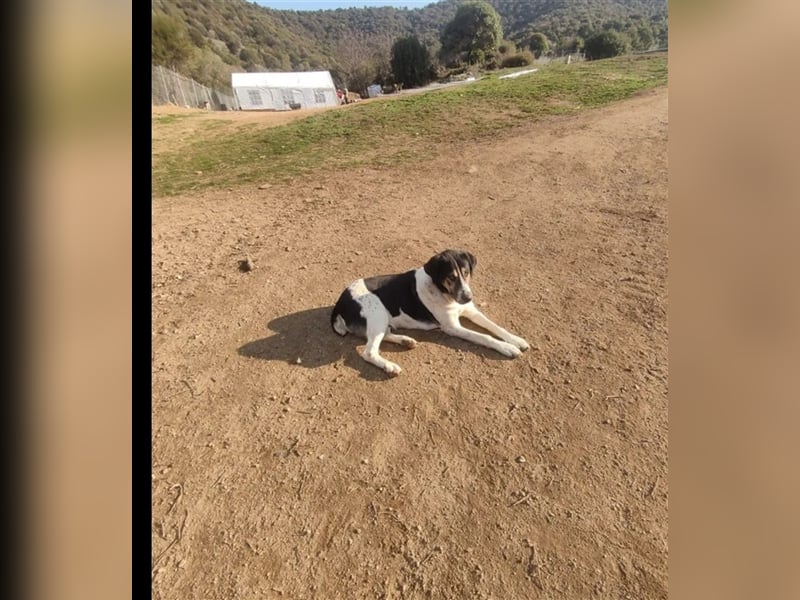 Komissa, eine Löwenmama die nun auch Geborgenheit und Liebe sucht!