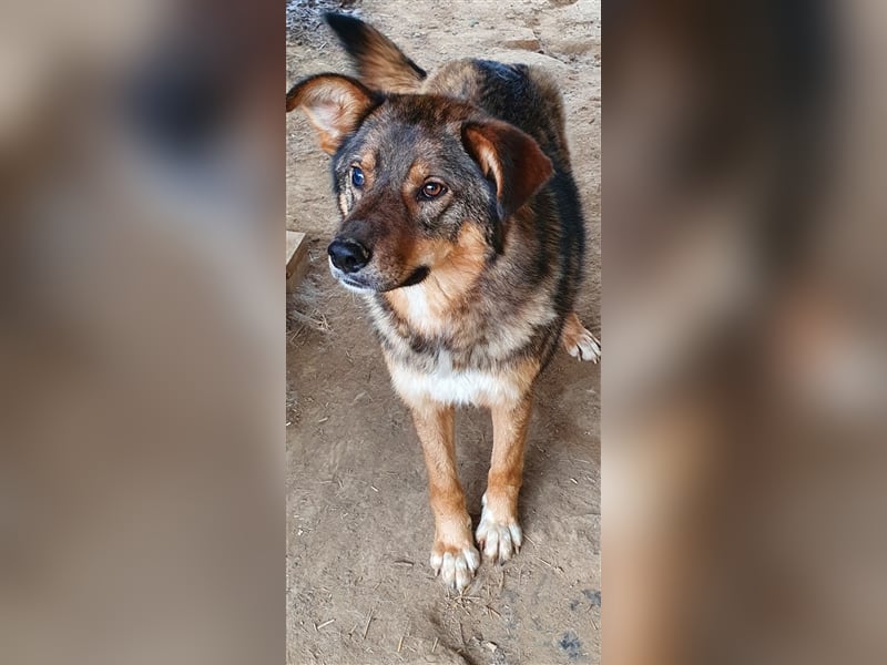 Rufus  (Santuhalm-Shelter Rumänien)