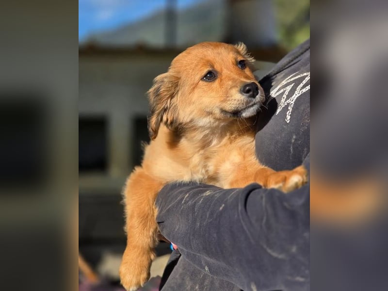 Skiouros – fröhlich und verspielt 