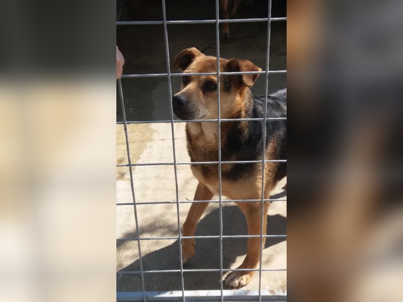 Lupita kennt nur das Tierheim