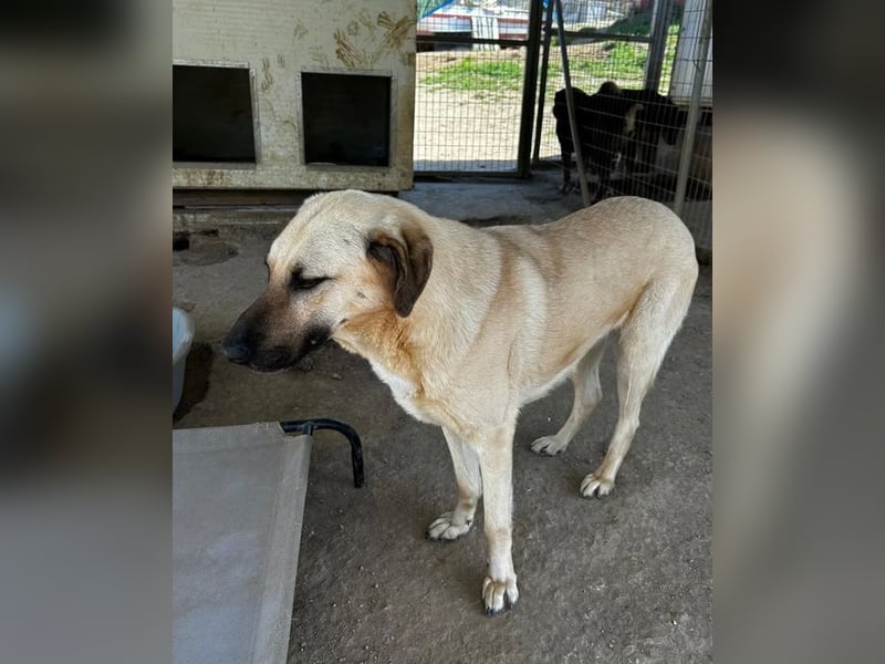 Brunella – freundliche Hündin mit Herz 