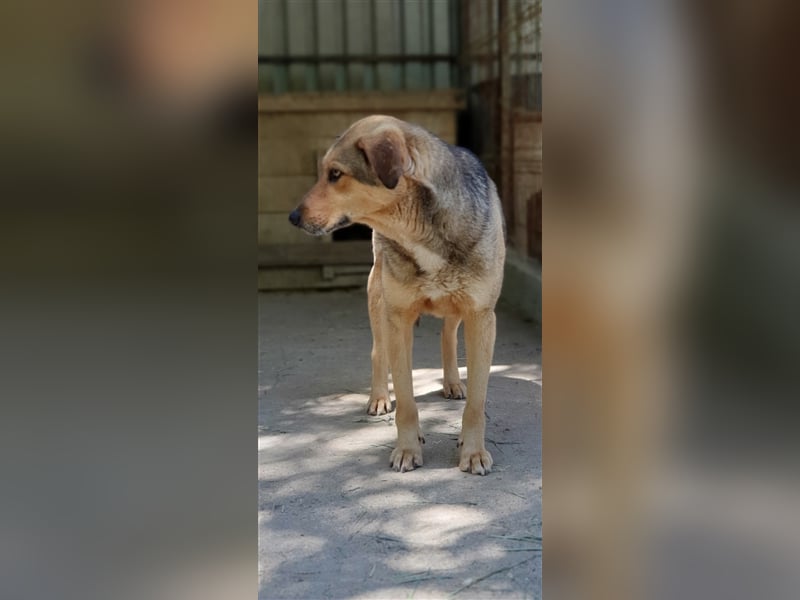 Jacky  (Santuhalm-Shelter Rumänien)