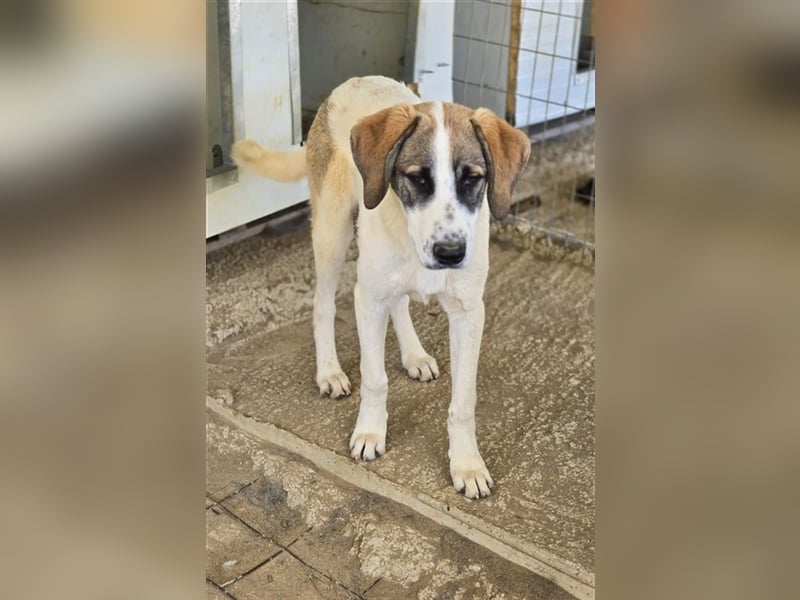 Willy freut sich über tolle Anfragen für ein wundervolles Zuhause!