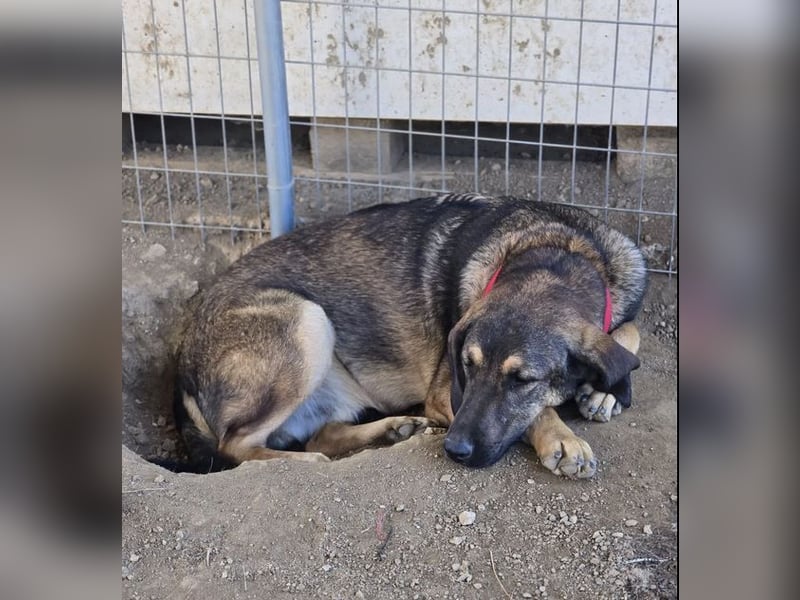 Lucas sucht ein wundervolles Zuhause