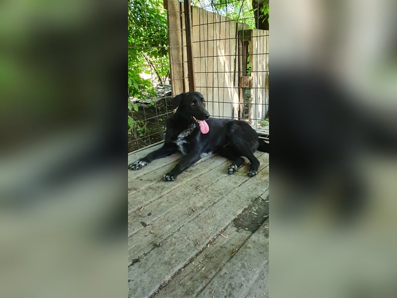 Merlin  (Santuhalm-Shelter Rumänien)
