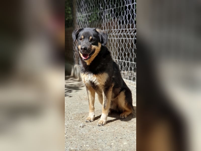 Will (Santuhalm-Shelter Rumänien)