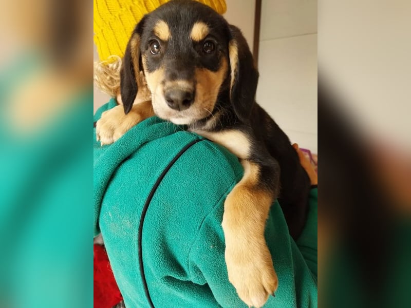 Liesel – fröhliche, neugierige und herzliche junge Hündin ❤️