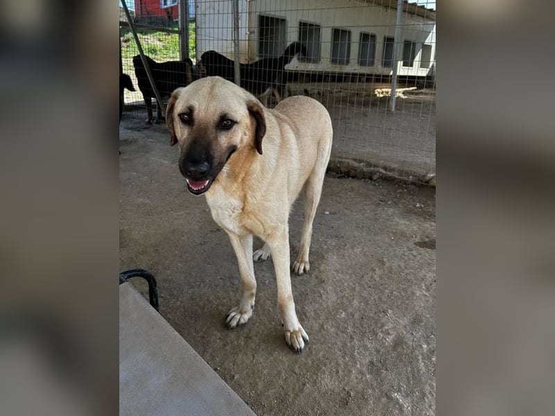 Brunella – freundliche Hündin mit Herz 