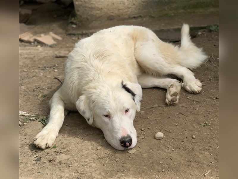 Ambar, geb. ca. 06/2023, lebt in GRIECHENLAND, auf einer privaten Pflegestelle