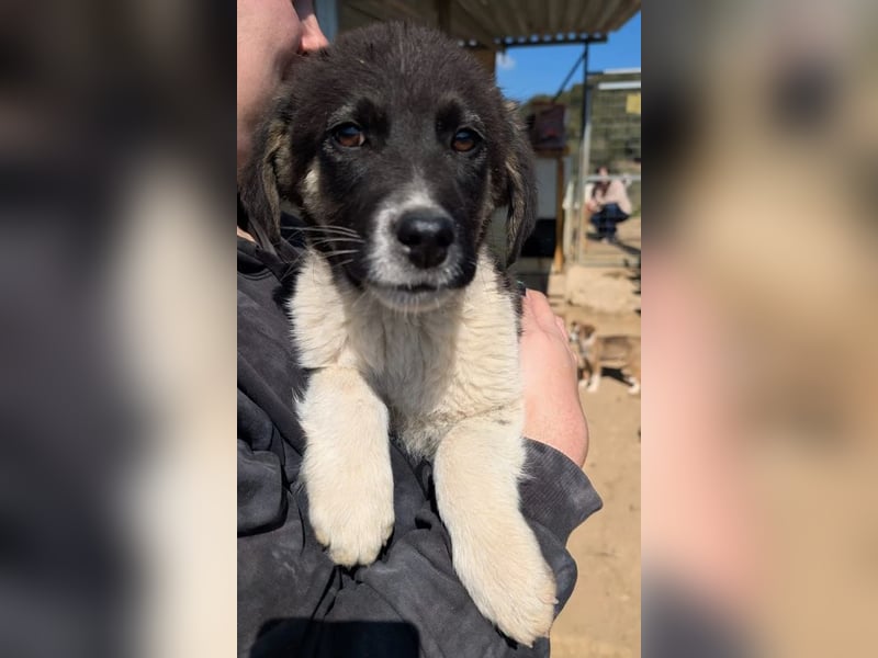 Bowie – fröhlicher kleiner Entdecker 