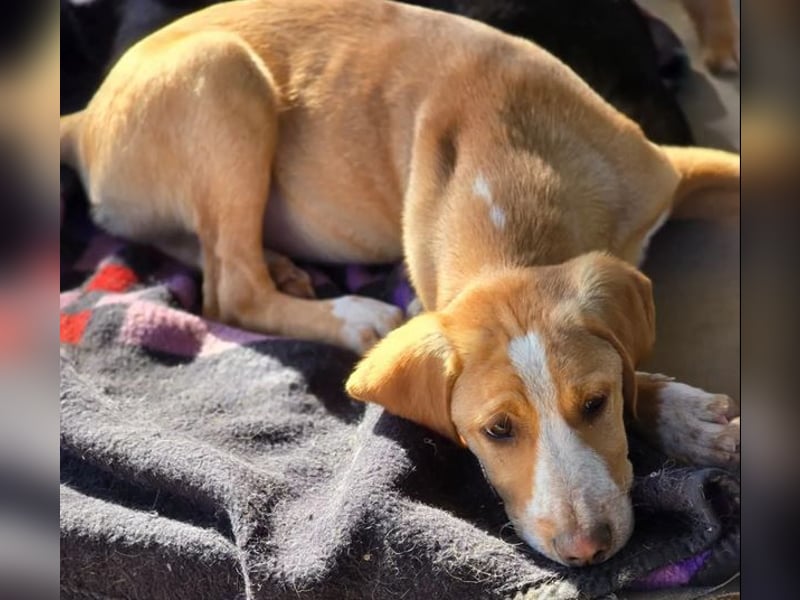 Moritz – freundlicher und tapferer junger Rüde