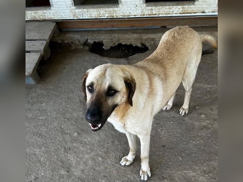 Brunella – freundliche Hündin mit Herz 