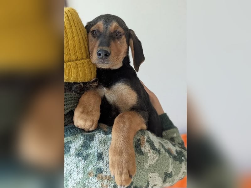 Vito – sanfter, neugieriger und verspielter junger Rüde