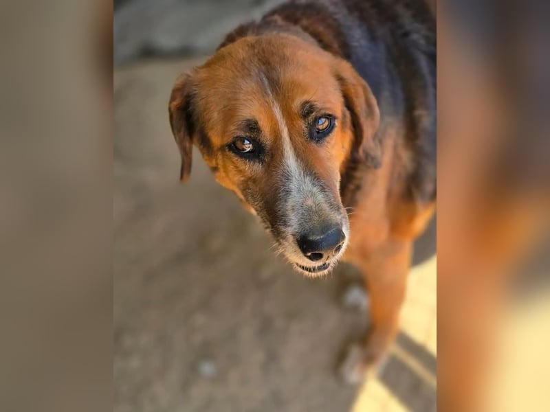 Angel – liebevoller Seniorin-Hund 