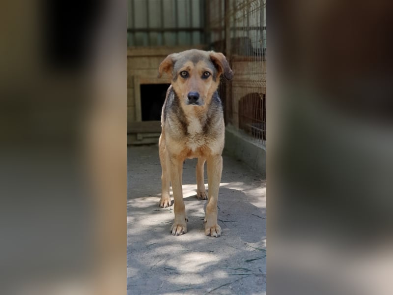 Jacky  (Santuhalm-Shelter Rumänien)