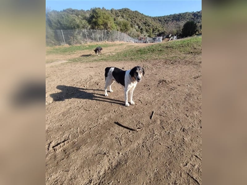 Komissa, eine Löwenmama die nun auch Geborgenheit und Liebe sucht!