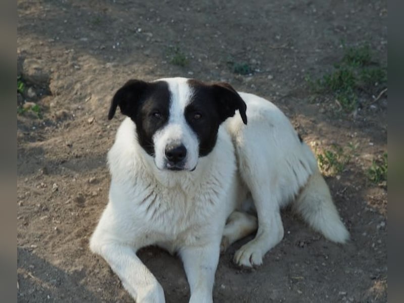 Capper, geb. ca. 06/2024, lebt in GRIECHENLAND, im städt. Tierheim Serres