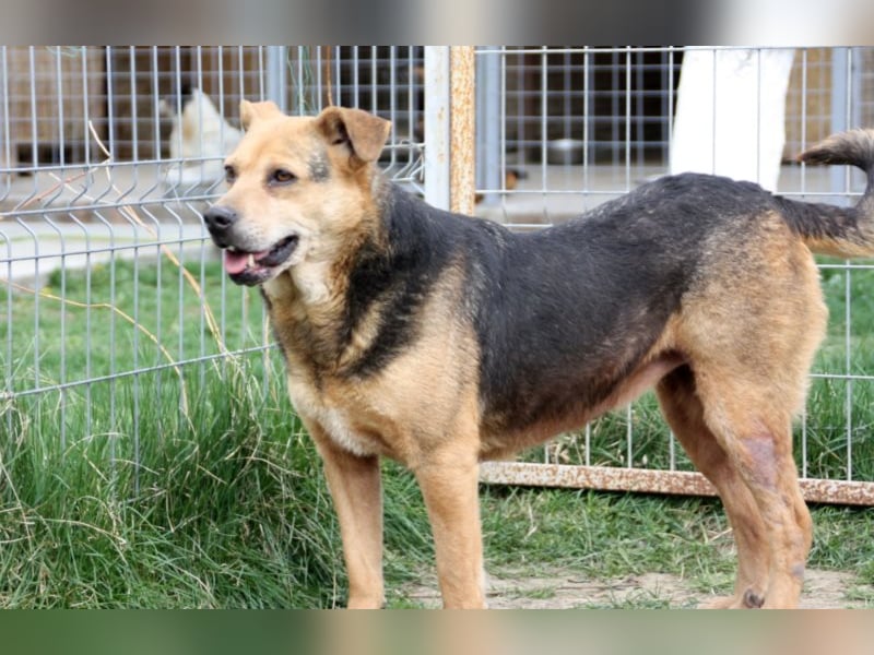 Lupita kennt nur das Tierheim
